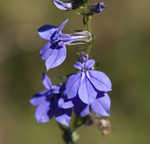 Southern lobelia